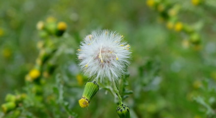 dandelion 