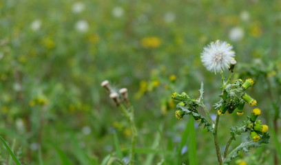 dandelion
