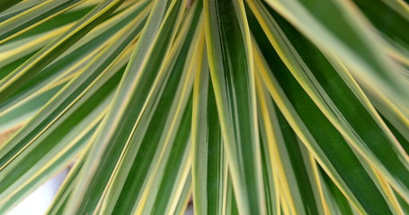tropical leaf