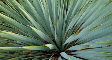 green leaf of palm tree