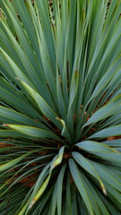 palm leaves