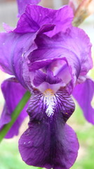 purple iris in the garden