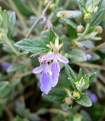 purple flower in the garden