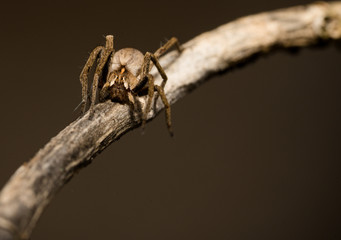 wolf spider sitting on a wood stick in spring time, hessen, germany