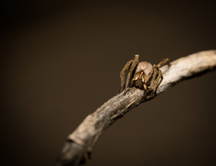 wolf spider sitting on a wood stick in spring time, hessen, germany