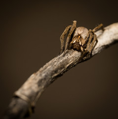 wolf spider sitting on a wood stick in spring time, hessen, germany