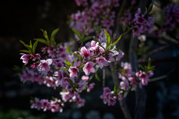 blooming nectarine is a sign of spring and the awakening of nature from winter sleep