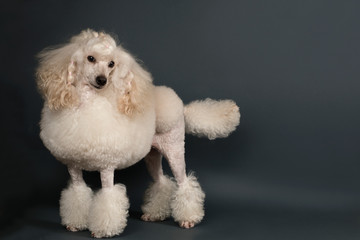 Beautiful white poodle