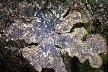 Wood texture. Beautiful pattern in wood. Natural background from a plant. Forest object.