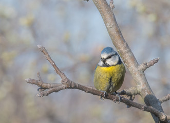 mésange bleu