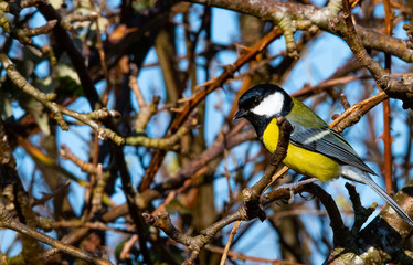mésange charbonnière  