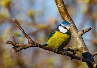 mésange bleu