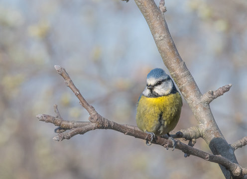 m&eacute;sange bleu