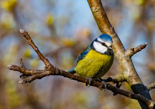 m&eacute;sange bleu