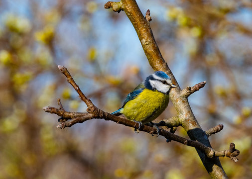 m&eacute;sange bleu