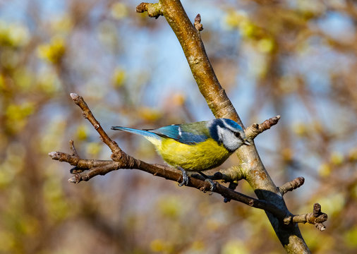 m&eacute;sange bleu