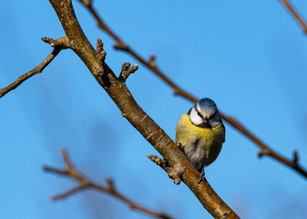 mésange bleu