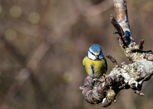 m&eacute;sange bleu