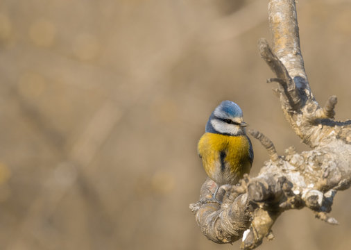 m&eacute;sange bleu