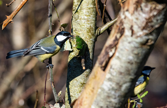 m&eacute;sange charbonni&egrave;re  "parus major"