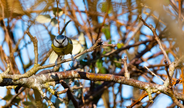 m&eacute;sange bleu