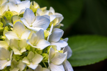 Fototapeta na wymiar hydrangea flowers in Japan Toyama