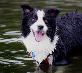 Border Collie