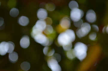 Obraz premium The bokeh of sunlight shining through the shade of green trees.