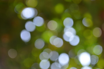 The bokeh of sunlight shining through the shade of green trees.
