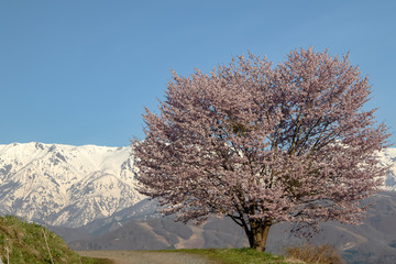 Naklejka premium sakura cherry blossom in Japan