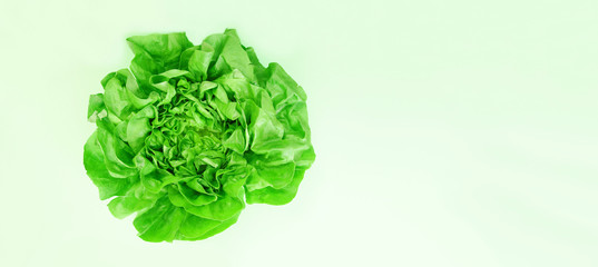 panoramic image of Green lettuce isolated on light green background. Butter head lettuce vegetable for salad.