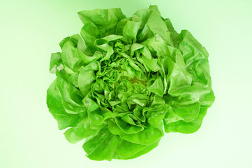 Green lettuce isolated on light green background. Butter head lettuce vegetable for salad.