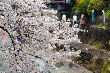 sakura cherry blossom in Japan