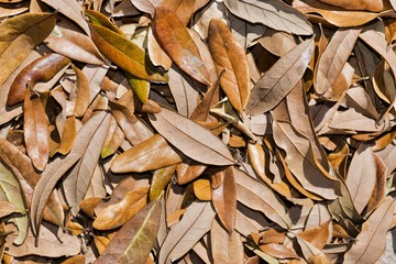 Dried brown Oak leaves scattered on the ground after the Fall season in Houston, TX. Full frame monochrome image.