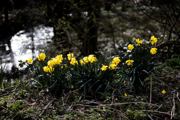 dafodil on the river
