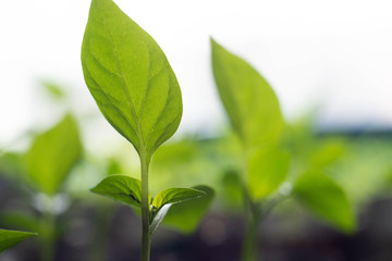 biologically natural and pure plant