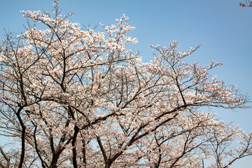 sakura cherry blossom in Japan