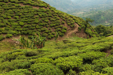 Tea plantation, Ilam, Nepal