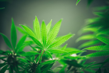 Growing cannabis indoors, hemp cultivation technique. Growing pot in groutent. Vegetative stage of marijuana growth. Medical marijuana. Background of cannabis leaves. A large amount of marijuana.