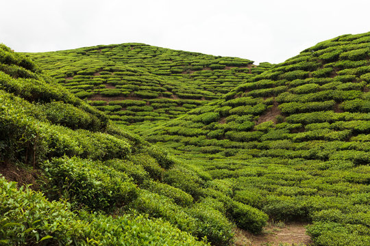 Tea plantation, Ilam, Nepal