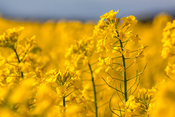 Rape blossom in Hakuba Nagoano