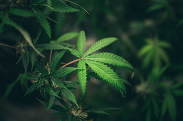 marijuana leaves cannabis plants a beautiful background  hemp weed farming