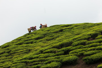 Women picking tea leaves, Ilam, Nepal