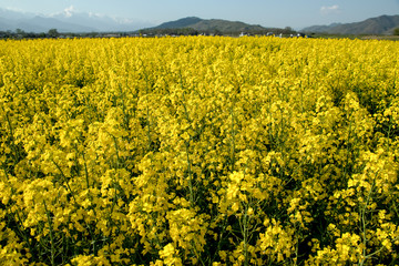 Obraz premium Rape blossom in Hakuba Nagoano
