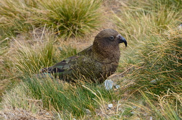 Kea Papagei auf dem Kepler Track ín Wanaka Neuseeland Südinsel