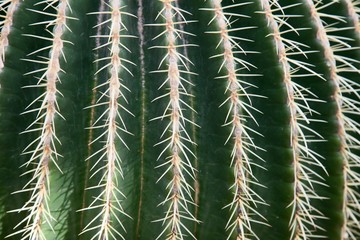 Runder Kaktus mit großen Stacheln 
