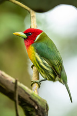Red headed Barbet (Eubucco bourcierii), exotic bird from central Costa Rica. Mountain bird in green rain forest. Wildlife scene from nature