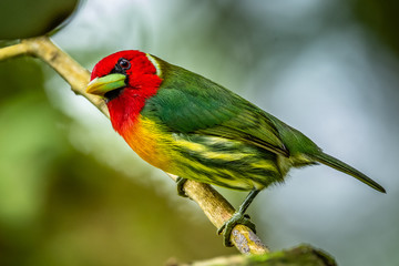 Red headed Barbet (Eubucco bourcierii), exotic bird from central Costa Rica. Mountain bird in green rain forest. Wildlife scene from nature