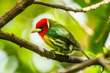 Red headed Barbet (Eubucco bourcierii), exotic bird from central Costa Rica. Mountain bird in green rain forest. Wildlife scene from nature