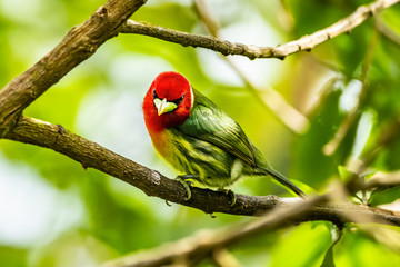 Red headed Barbet (Eubucco bourcierii), exotic bird from central Costa Rica. Mountain bird in green rain forest. Wildlife scene from nature